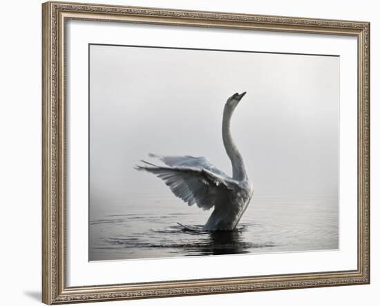 A Mute Swan, Cygnus Olor, Stretching its Wings in the Morning Mist-Alex Saberi-Framed Photographic Print