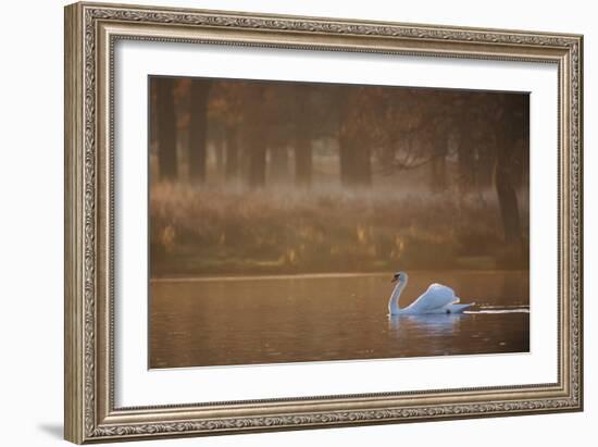 A Mute Swan, Cygnus Olor, Swimming in a Pond in Winter-Alex Saberi-Framed Photographic Print