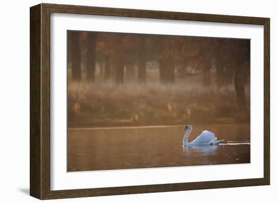 A Mute Swan, Cygnus Olor, Swimming in a Pond in Winter-Alex Saberi-Framed Photographic Print