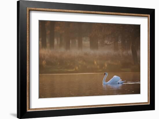 A Mute Swan, Cygnus Olor, Swimming in a Pond in Winter-Alex Saberi-Framed Photographic Print