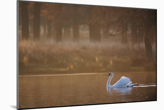 A Mute Swan, Cygnus Olor, Swimming in a Pond in Winter-Alex Saberi-Mounted Photographic Print