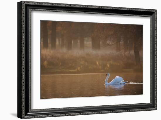 A Mute Swan, Cygnus Olor, Swimming in a Pond in Winter-Alex Saberi-Framed Photographic Print