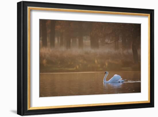 A Mute Swan, Cygnus Olor, Swimming in a Pond in Winter-Alex Saberi-Framed Photographic Print