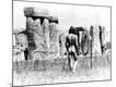 Photographic Print