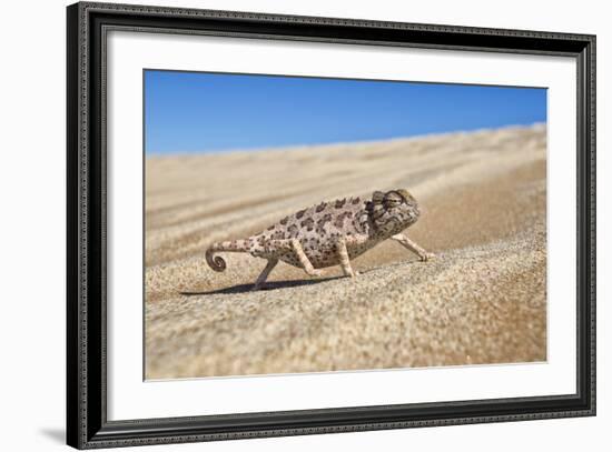 A Namaqua Chameleon Walks On The Sand In The Namib Desert Dunes-Karine Aigner-Framed Photographic Print