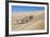 A Namaqua Chameleon Walks On The Sand In The Namib Desert Dunes-Karine Aigner-Framed Photographic Print