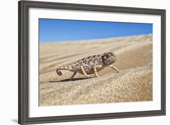 A Namaqua Chameleon Walks On The Sand In The Namib Desert Dunes-Karine Aigner-Framed Photographic Print