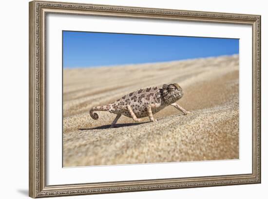 A Namaqua Chameleon Walks On The Sand In The Namib Desert Dunes-Karine Aigner-Framed Photographic Print