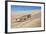 A Namaqua Chameleon Walks On The Sand In The Namib Desert Dunes-Karine Aigner-Framed Photographic Print