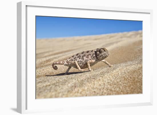 A Namaqua Chameleon Walks On The Sand In The Namib Desert Dunes-Karine Aigner-Framed Photographic Print