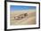 A Namaqua Chameleon Walks On The Sand In The Namib Desert Dunes-Karine Aigner-Framed Photographic Print