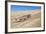 A Namaqua Chameleon Walks On The Sand In The Namib Desert Dunes-Karine Aigner-Framed Photographic Print