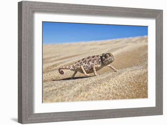 A Namaqua Chameleon Walks On The Sand In The Namib Desert Dunes-Karine Aigner-Framed Photographic Print