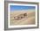 A Namaqua Chameleon Walks On The Sand In The Namib Desert Dunes-Karine Aigner-Framed Photographic Print