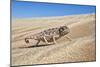 A Namaqua Chameleon Walks On The Sand In The Namib Desert Dunes-Karine Aigner-Mounted Photographic Print