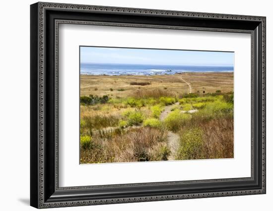 A narrow footpath towards the ocean, San Luis Obispo County, California, Usa.-Susan Pease-Framed Photographic Print