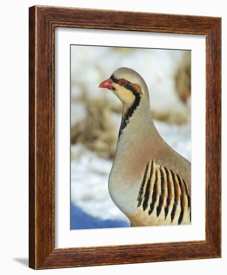 A native of southern Eurasia, the Chukar was introduced to North America as a game bird.-Richard Wright-Framed Photographic Print