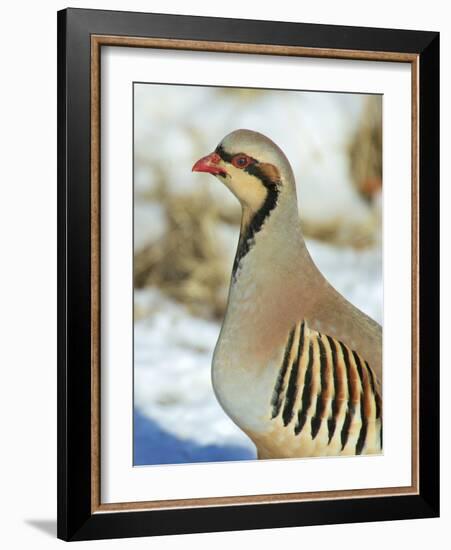 A native of southern Eurasia, the Chukar was introduced to North America as a game bird.-Richard Wright-Framed Photographic Print