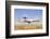 A Nato Awacs E-3A Sentry Landing in Konya, Turkey-Stocktrek Images-Framed Photographic Print