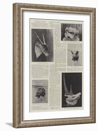 A Naturalist's Treasures-null-Framed Giclee Print