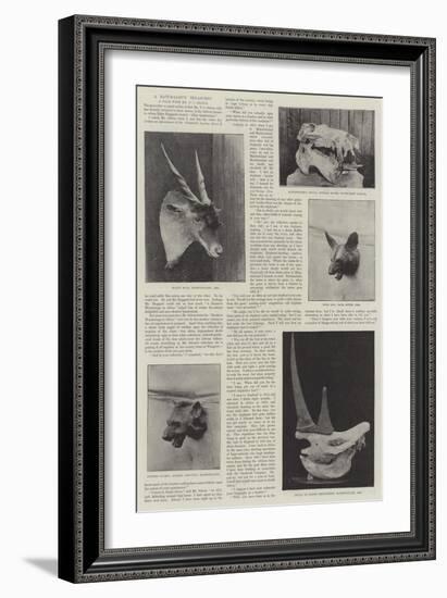 A Naturalist's Treasures-null-Framed Giclee Print