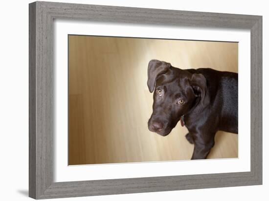 A Naughty Chocolate Labrador Mixed Breed Puppy Looks At The Camera-Karine Aigner-Framed Photographic Print