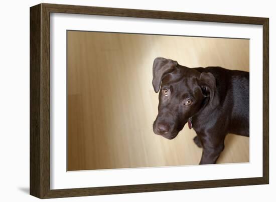 A Naughty Chocolate Labrador Mixed Breed Puppy Looks At The Camera-Karine Aigner-Framed Photographic Print