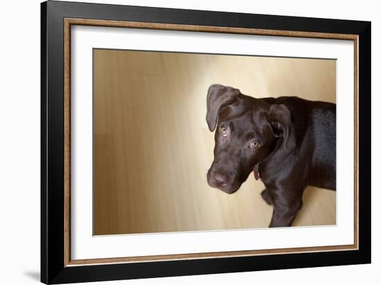 A Naughty Chocolate Labrador Mixed Breed Puppy Looks At The Camera-Karine Aigner-Framed Photographic Print