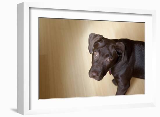 A Naughty Chocolate Labrador Mixed Breed Puppy Looks At The Camera-Karine Aigner-Framed Photographic Print