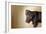 A Naughty Chocolate Labrador Mixed Breed Puppy Looks At The Camera-Karine Aigner-Framed Photographic Print