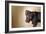 A Naughty Chocolate Labrador Mixed Breed Puppy Looks At The Camera-Karine Aigner-Framed Photographic Print