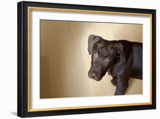 A Naughty Chocolate Labrador Mixed Breed Puppy Looks At The Camera-Karine Aigner-Framed Photographic Print