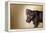 A Naughty Chocolate Labrador Mixed Breed Puppy Looks At The Camera-Karine Aigner-Framed Premier Image Canvas