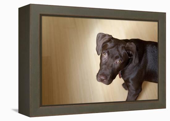 A Naughty Chocolate Labrador Mixed Breed Puppy Looks At The Camera-Karine Aigner-Framed Premier Image Canvas
