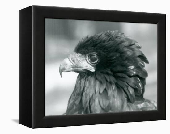 A near Threatened Bateleur Eagle at London Zoo in 1927 (B/W Photo)-Frederick William Bond-Framed Premier Image Canvas