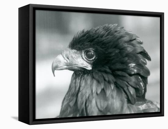 A near Threatened Bateleur Eagle at London Zoo in 1927 (B/W Photo)-Frederick William Bond-Framed Premier Image Canvas