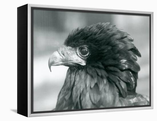 A near Threatened Bateleur Eagle at London Zoo in 1927 (B/W Photo)-Frederick William Bond-Framed Premier Image Canvas