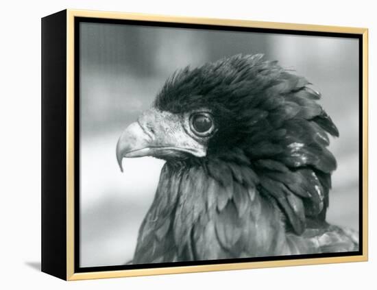 A near Threatened Bateleur Eagle at London Zoo in 1927 (B/W Photo)-Frederick William Bond-Framed Premier Image Canvas