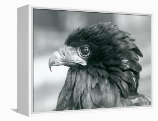 A near Threatened Bateleur Eagle at London Zoo in 1927 (B/W Photo)-Frederick William Bond-Framed Premier Image Canvas