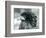 A near Threatened Bateleur Eagle at London Zoo in 1927 (B/W Photo)-Frederick William Bond-Framed Giclee Print