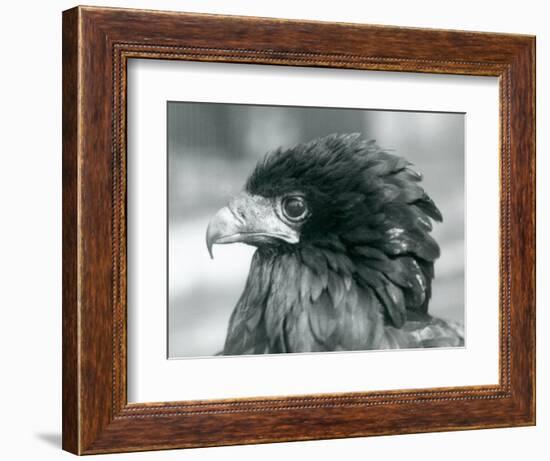 A near Threatened Bateleur Eagle at London Zoo in 1927 (B/W Photo)-Frederick William Bond-Framed Giclee Print