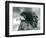 A near Threatened Bateleur Eagle at London Zoo in 1927 (B/W Photo)-Frederick William Bond-Framed Giclee Print