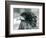 A near Threatened Bateleur Eagle at London Zoo in 1927 (B/W Photo)-Frederick William Bond-Framed Giclee Print