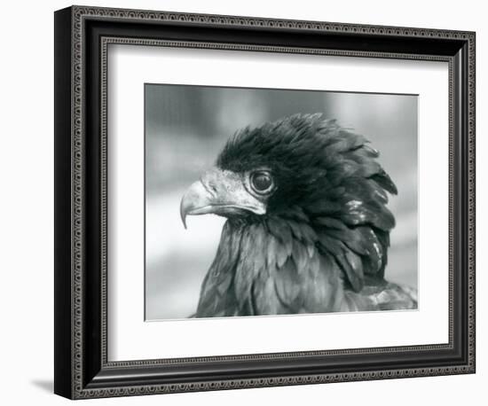 A near Threatened Bateleur Eagle at London Zoo in 1927 (B/W Photo)-Frederick William Bond-Framed Giclee Print