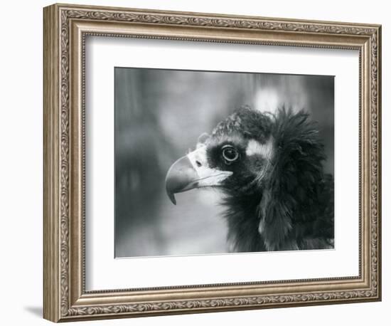 A near Threatened Eurasian Black Vulture at London Zoo, 1927 (B/W Photo)-Frederick William Bond-Framed Giclee Print