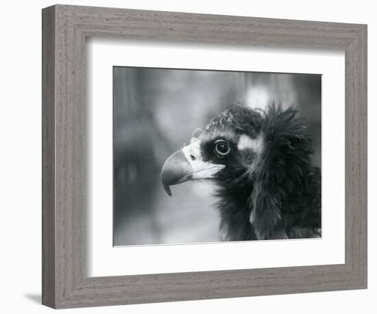 A near Threatened Eurasian Black Vulture at London Zoo, 1927 (B/W Photo)-Frederick William Bond-Framed Giclee Print