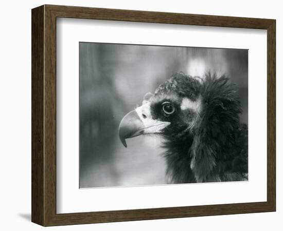 A near Threatened Eurasian Black Vulture at London Zoo, 1927 (B/W Photo)-Frederick William Bond-Framed Giclee Print