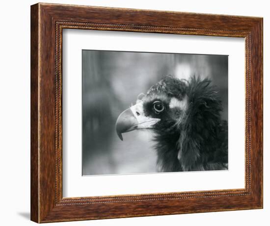 A near Threatened Eurasian Black Vulture at London Zoo, 1927 (B/W Photo)-Frederick William Bond-Framed Giclee Print