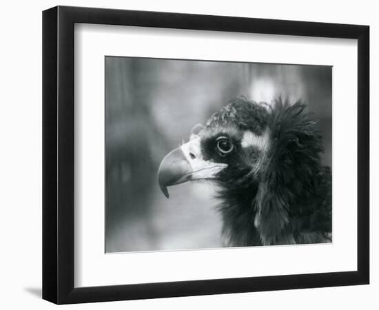 A near Threatened Eurasian Black Vulture at London Zoo, 1927 (B/W Photo)-Frederick William Bond-Framed Giclee Print