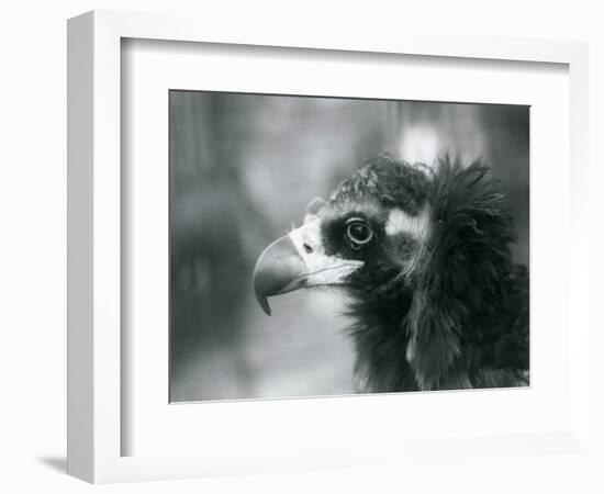 A near Threatened Eurasian Black Vulture at London Zoo, 1927 (B/W Photo)-Frederick William Bond-Framed Giclee Print